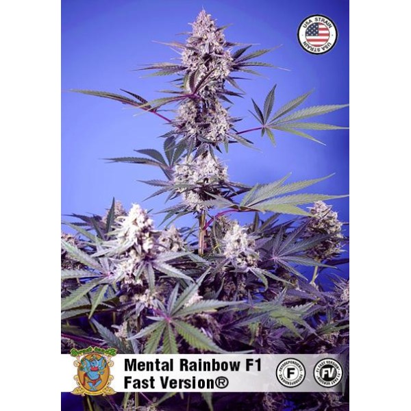 Black Muffin Fast Version de Sweet Seeds | Experiencia Natural