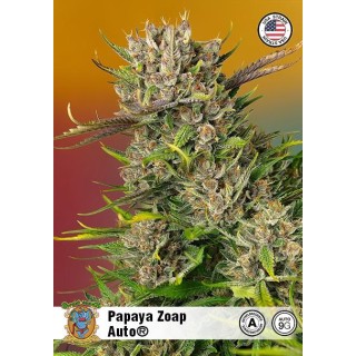 Papaya Zoap Auto de Sweet Seeds | Delicia aromática híbrida