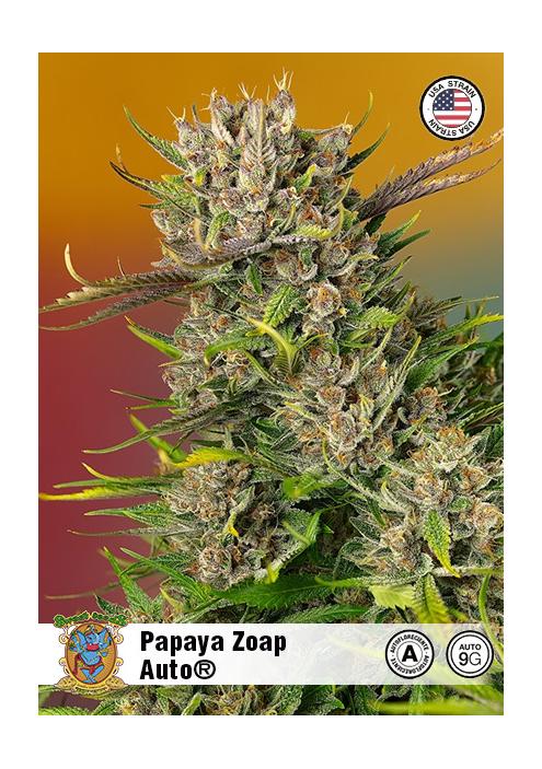 PAPAYA ZOAP AUTO
