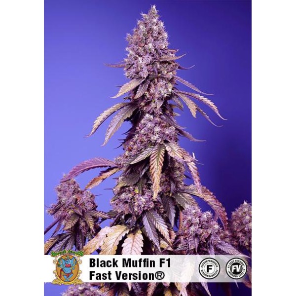 Black Muffin Fast Version de Sweet Seeds | Experiencia Natural