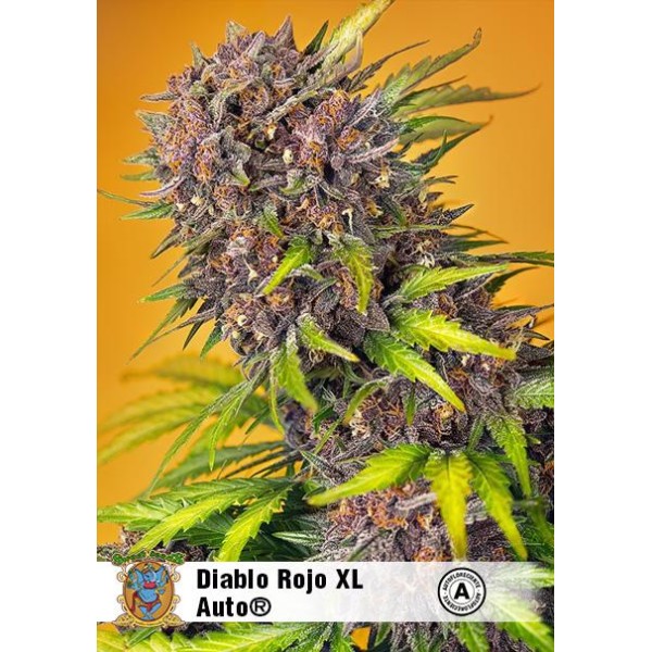 Diablo Rojo XL Auto® da Sweet Seeds | Uma obra-prima de beleza vermelha
