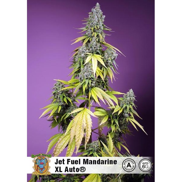 Jet Fuel Mandarine XL Auto® da Sweet Seeds | Uma delícia cítrica e aromática