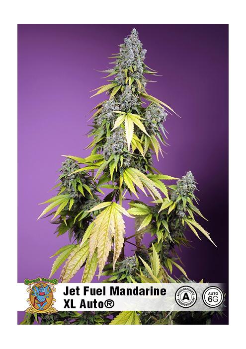 JET FUEL MANDARINE XL AUTO