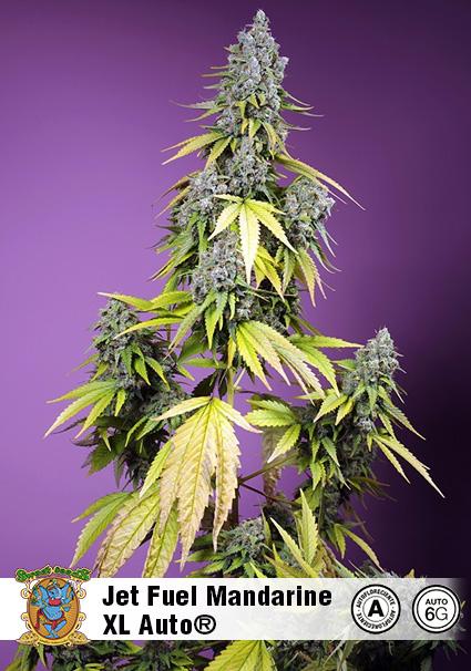 JET FUEL MANDARINE XL AUTO