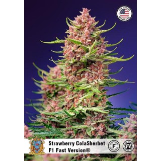 Comprar Strawberry Cola Sherbet Fast Version barata de Sweet Seeds