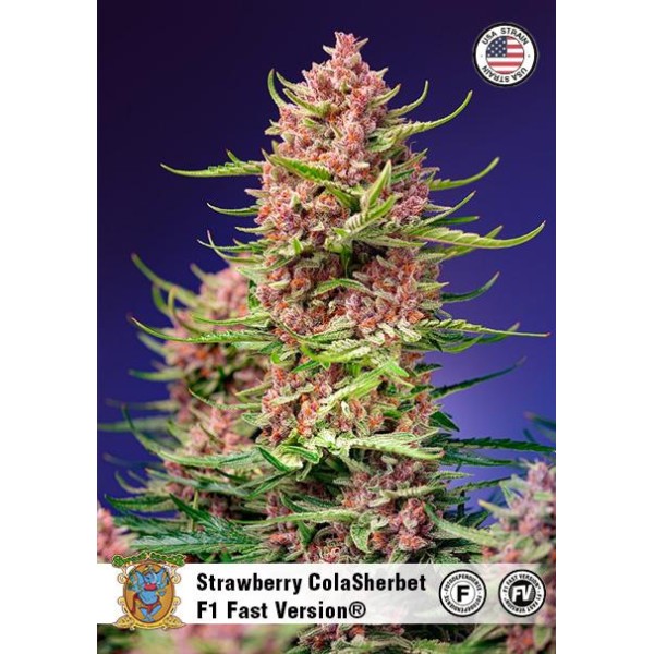Comprar Strawberry Cola Sherbet Fast Version barata da Sweet Seeds