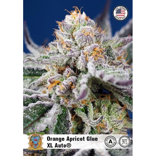 Comprar Orange Apricot Glue XL barato no banco de sementes Sweet Seeds