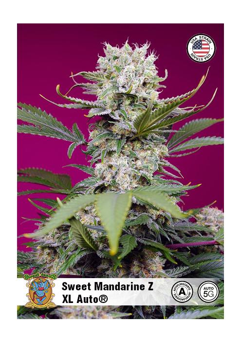 SWEET MANDARINE ZKITTLEZ XL AUTO