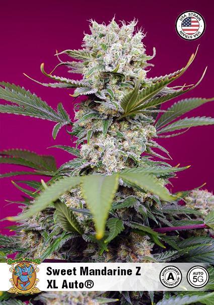 SWEET MANDARINE ZKITTLEZ XL...