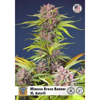 Comprar Mimosa Bruce Banner XL Auto barata del banco Sweet Seeds