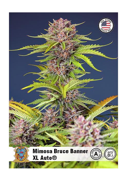 MIMOSA BRUCE BANNER XL AUTO