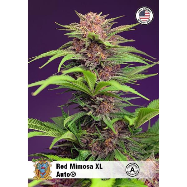 Comprar Red Mimosa XL Auto barata do banco de sementes Sweet Seeds
