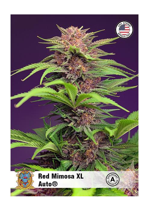 RED MIMOSA XL AUTO