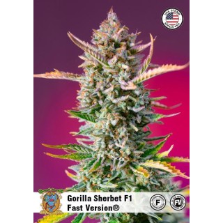 Comprar Gorilla Sherbet Fast Version barata de Sweet Seeds