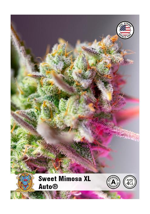 SWEET MIMOSA XL AUTO