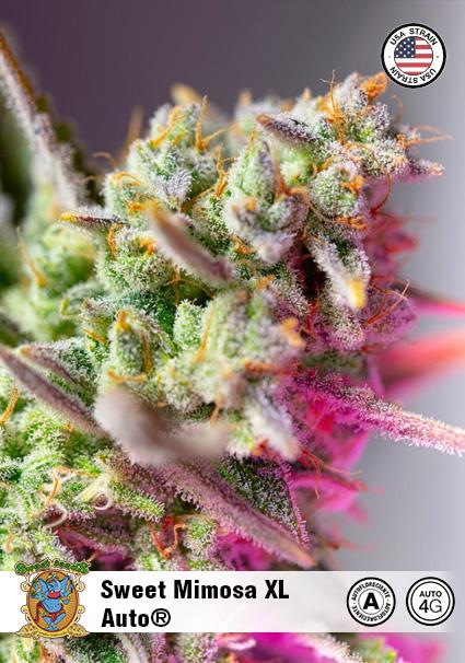 SWEET MIMOSA XL AUTO