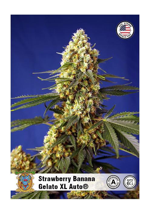 STRAWBERRY BANANA GELATO XL AUTO