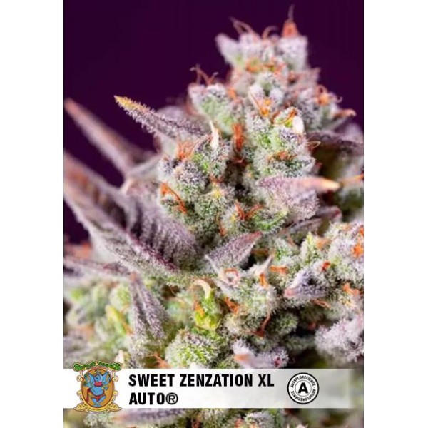 Buy cheap Auto Sweet Zenzation XL Auto from Sweet Seeds