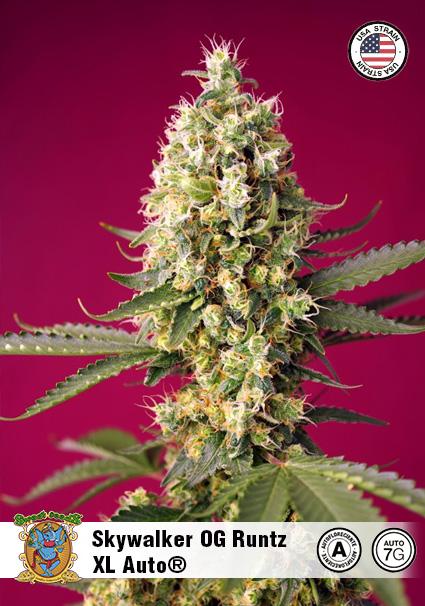 SKYWALKER OG RUNTZ XL AUTO