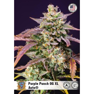 Auto Purple Punch OG XL de Sweet Seeds | Semillas Autoflorecientes
