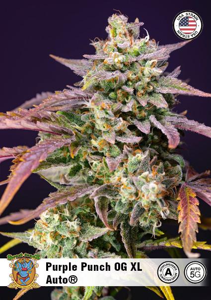 PURPLE PUNCH OG XL AUTO