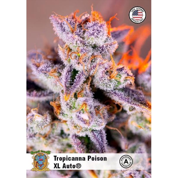 Auto Tropicanna Poison XL by Sweet Seeds | Autoflowering Seeds