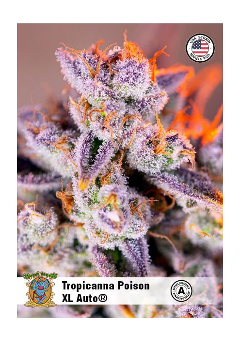 TROPICANNA POISON XL AUTO