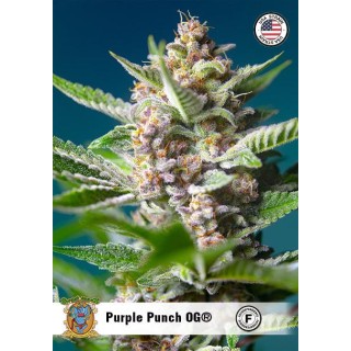 Purple Punch OG de Sweet Seeds | Semillas feminizadas
