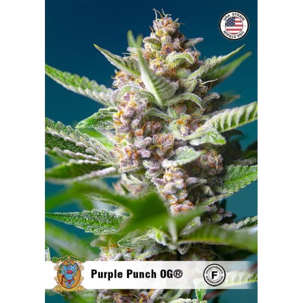 Purple Punch OG da Sweet Seeds | Sementes feminizadas