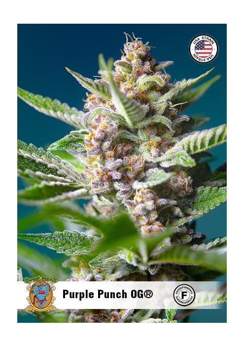 PURPLE PUNCH OG
