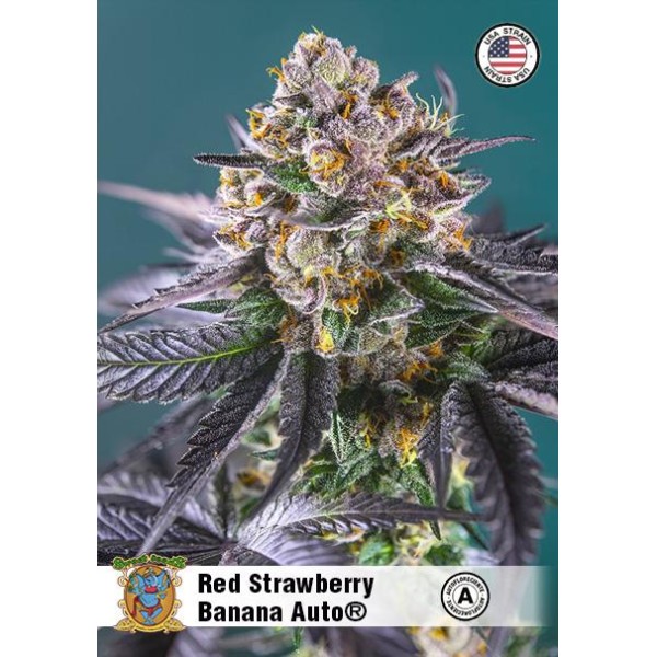 Red Strawberry Banana Auto by Sweet Seeds | Autoflowering Seeds