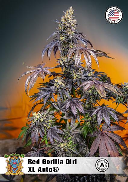 RED GORILLA GIRL XL AUTO