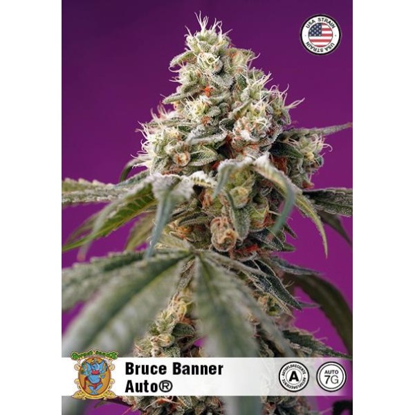 Bruce Banner Auto by Sweet Seeds | Autoflowering Seeds