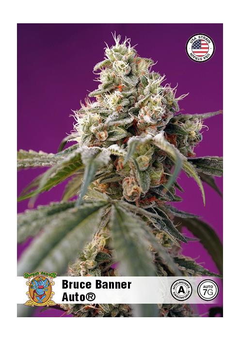 BRUCE BANNER AUTO