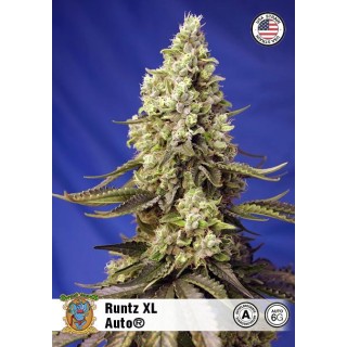 Runtz XL Auto by Sweet Seeds | Autoflowering Marijuana Seeds