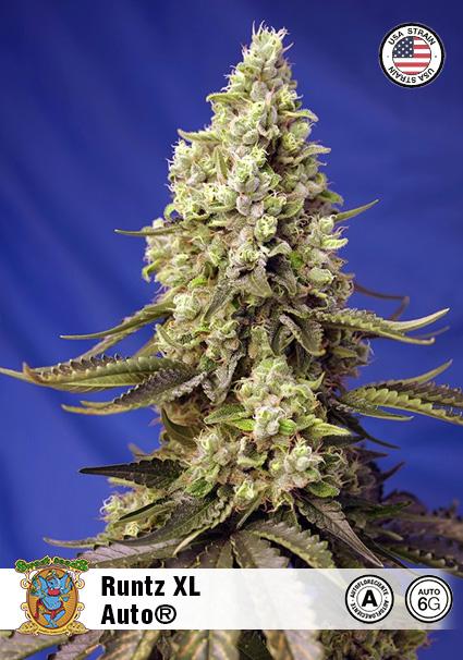 RUNTZ XL AUTO
