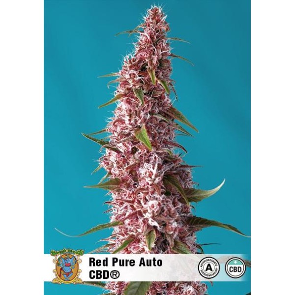 Red Pure Auto CBD da Sweet Seeds | Sementes de Canábis