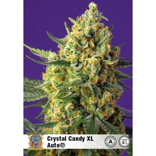 Crystal Candy XL Auto | Sementes de canábis Autoflorescentes