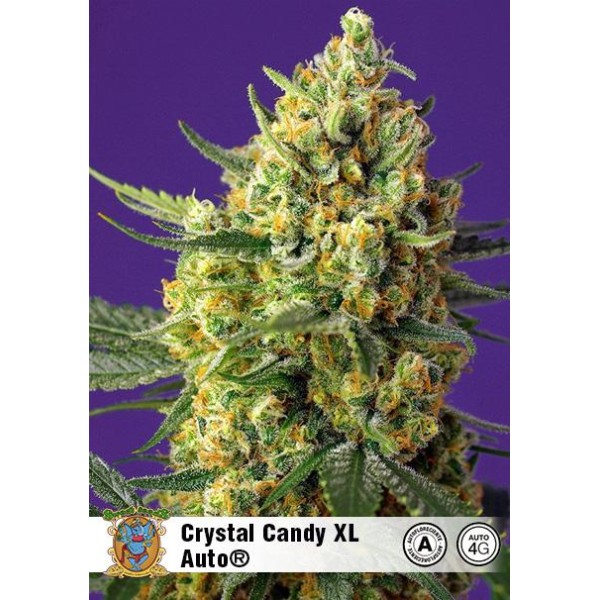 Crystal Candy XL Auto | Sementes de canábis Autoflorescentes