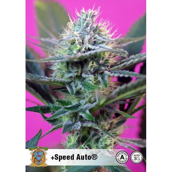+ Speed | Semillas de marihuana Autoflorecientes