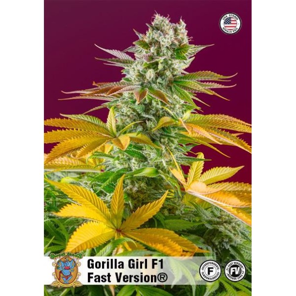 Gorilla Girl Fast Version | Semillas de marihuana Feminizadas