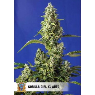 Gorilla Girl XL Auto | Sementes de canábis Autoflorescentes