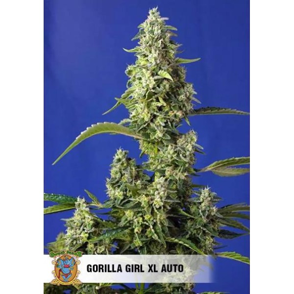Gorilla Girl XL Auto | Autoflowering Marijuana Seeds