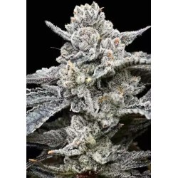 lemon-cherry-gelato-barney-s-x