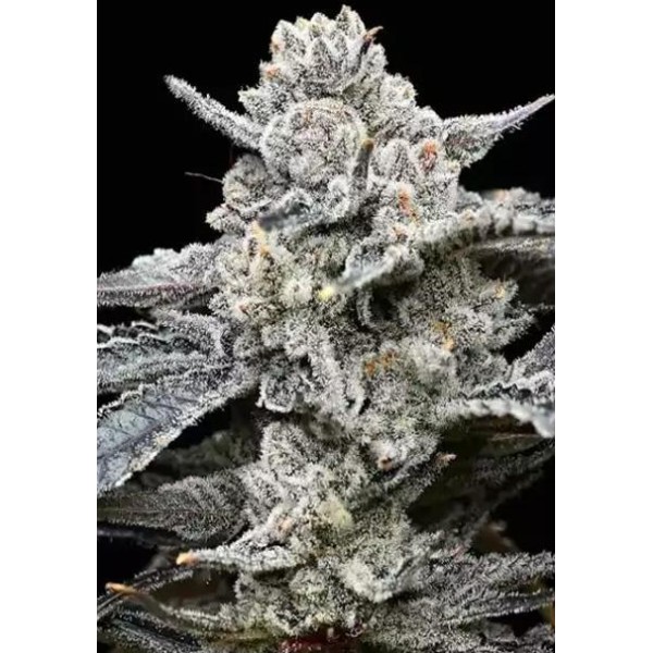 Lemon Cherry Gelato  Barney's x Backpack Boyz