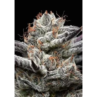 BLACK CHERRY GUSHERS BARNEY'S x BACKPACK BOYZ