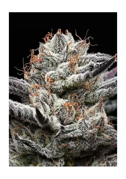 Black Cherry Gushers  Barney's x Backpack Boyz