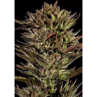 Thin Mint x Sour Pinot Auto