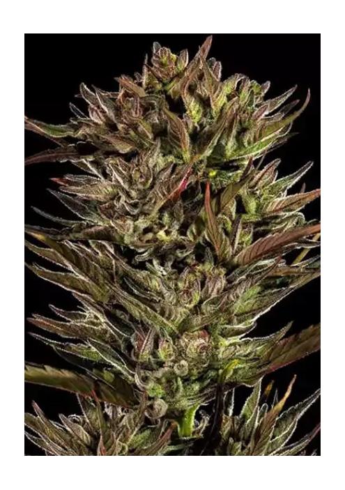 Thin Mint x Sour Pinot Auto