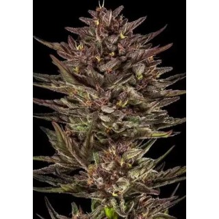 Frosted Zinn x Cookie Dog Auto